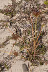 Fragrant flatsedge